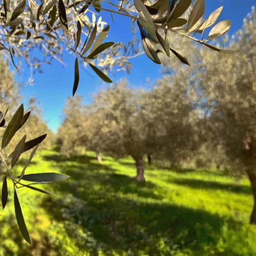 Maslinovo ulje Majabell, maslinik, Olive Oil