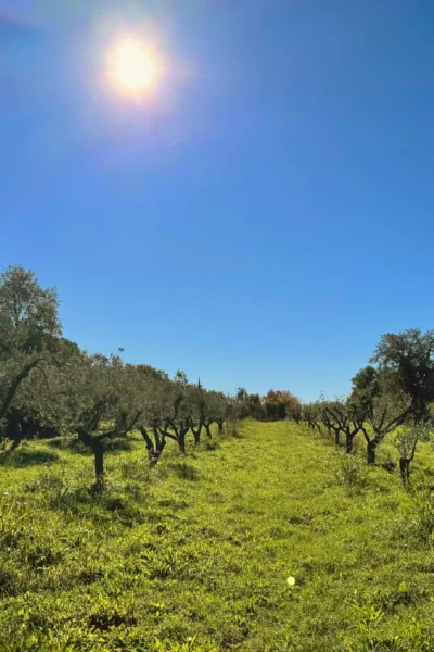 Maslinovo ulje, maslinik, Olive oil trees