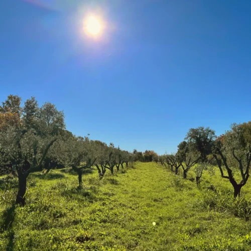 Maslinovo ulje, maslinik, Olive oil trees
