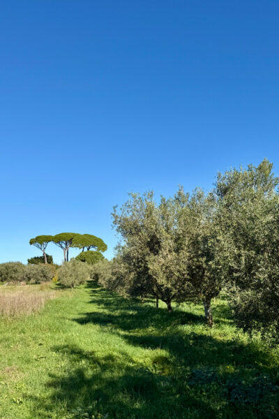 Maslinik Majabell Maslinovo ulje, Olive Oil