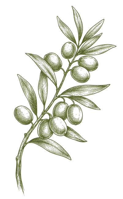 Olive oil branch. Maslinova grančica